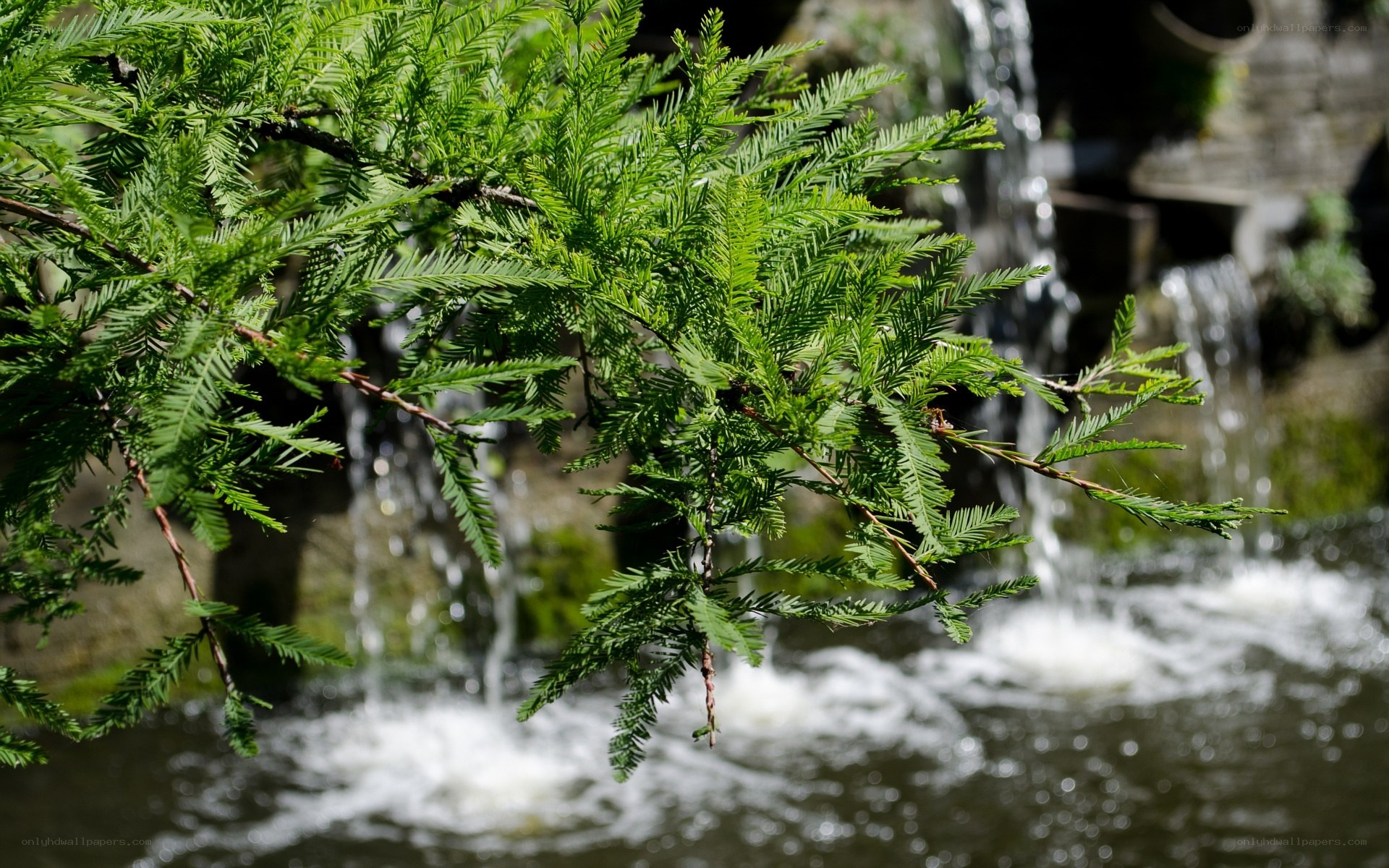 Green branches over a waterfall