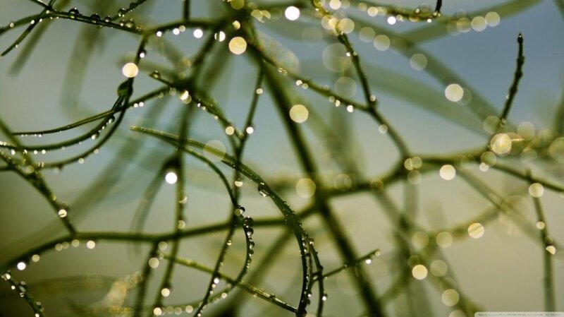 Green Branches with Dew