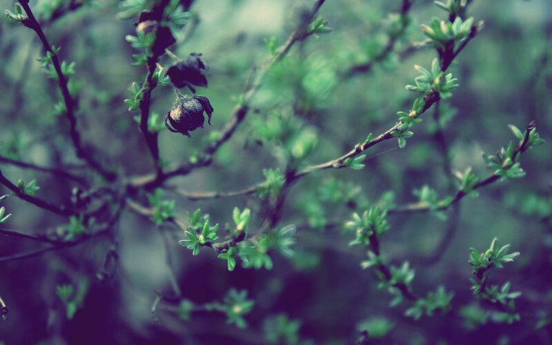 green branches with dried flowers