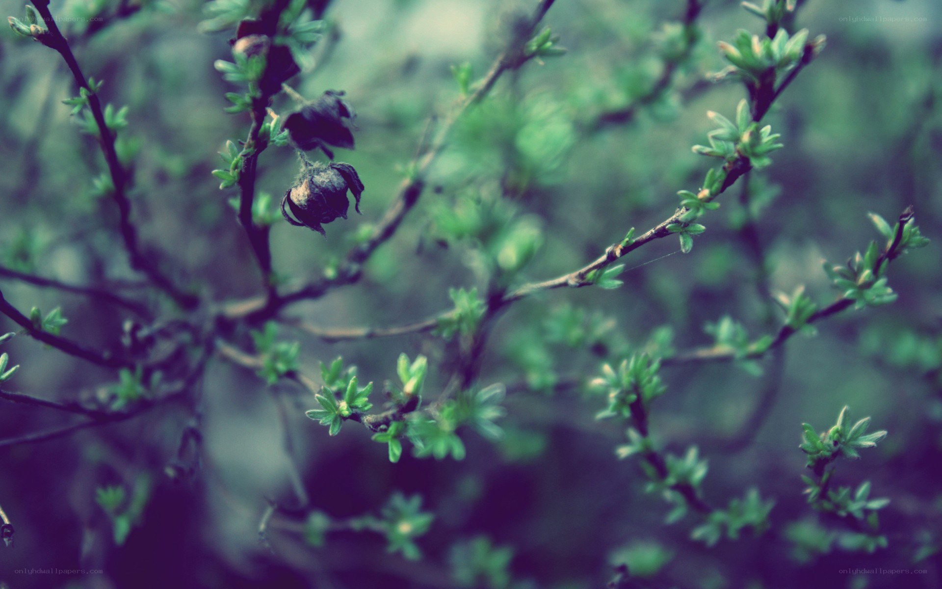 green branches with dried flowers