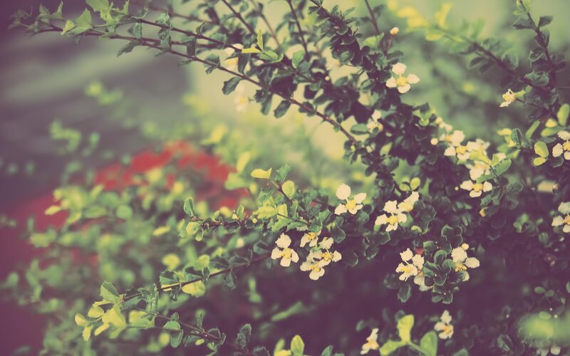 green branches with white flowers