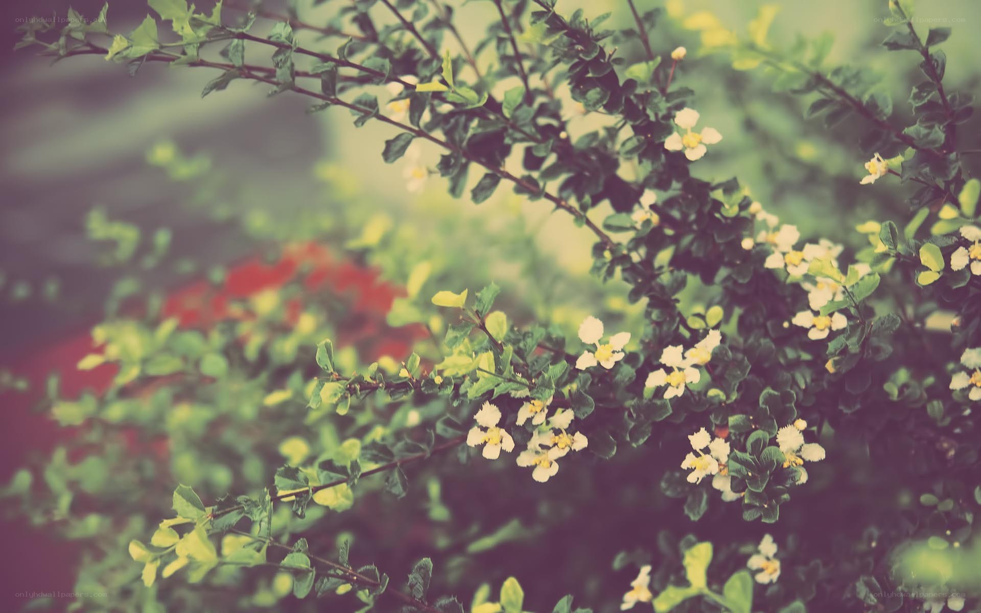 green branches with white flowers
