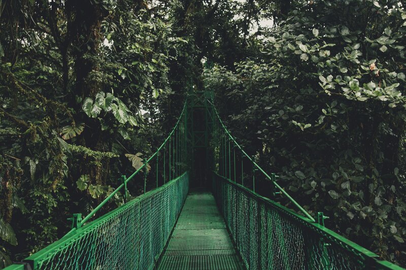 Green bridge in rainforest