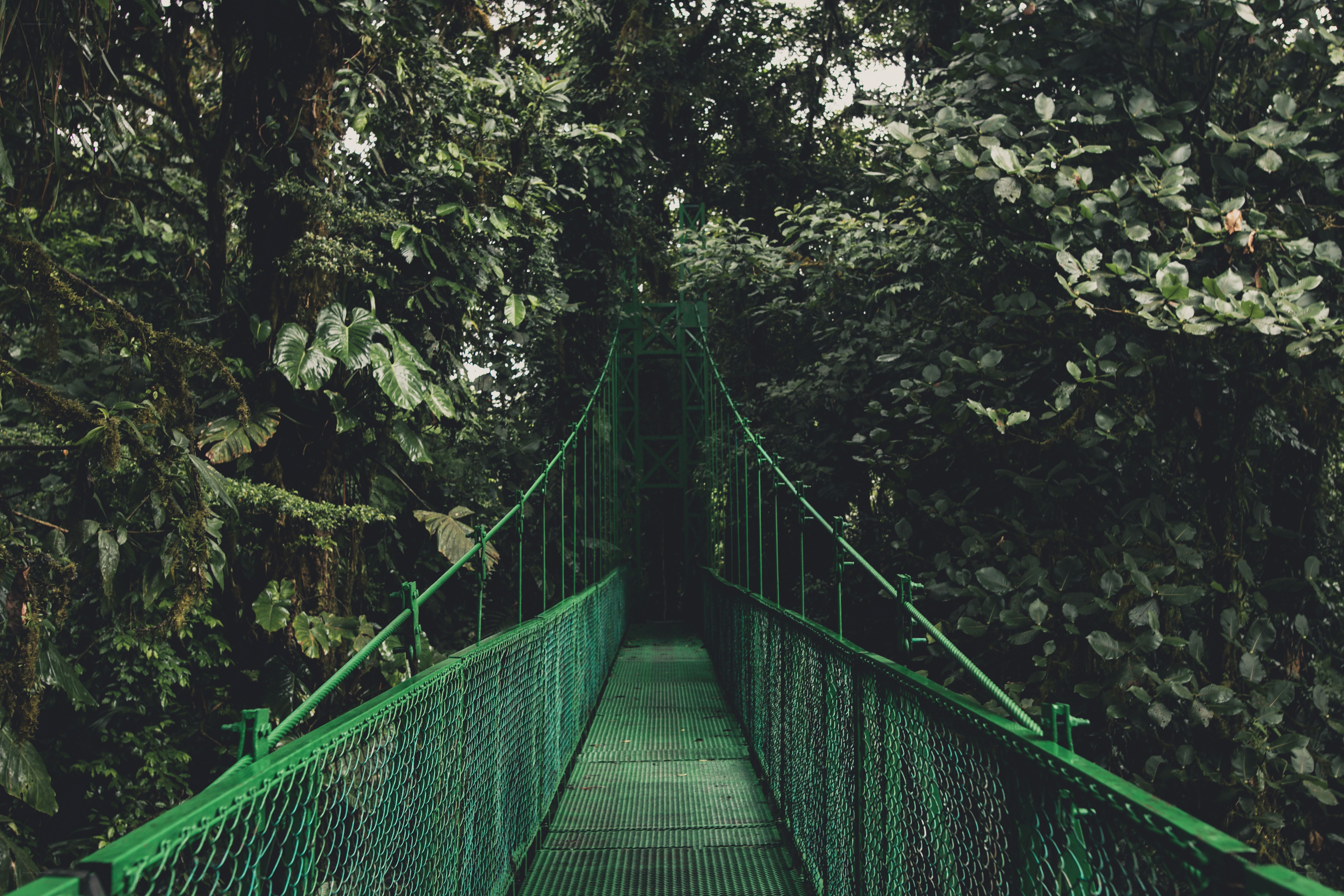 Green bridge in rainforest