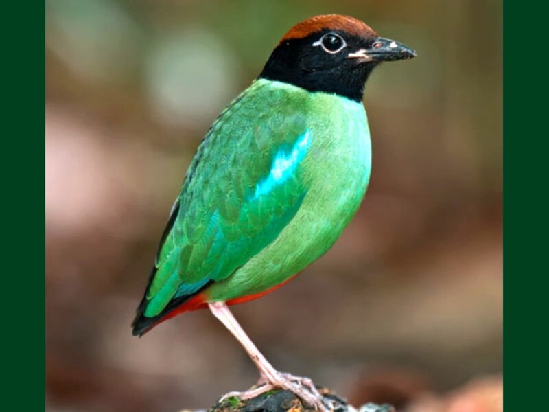 Green Broadbill Bird
