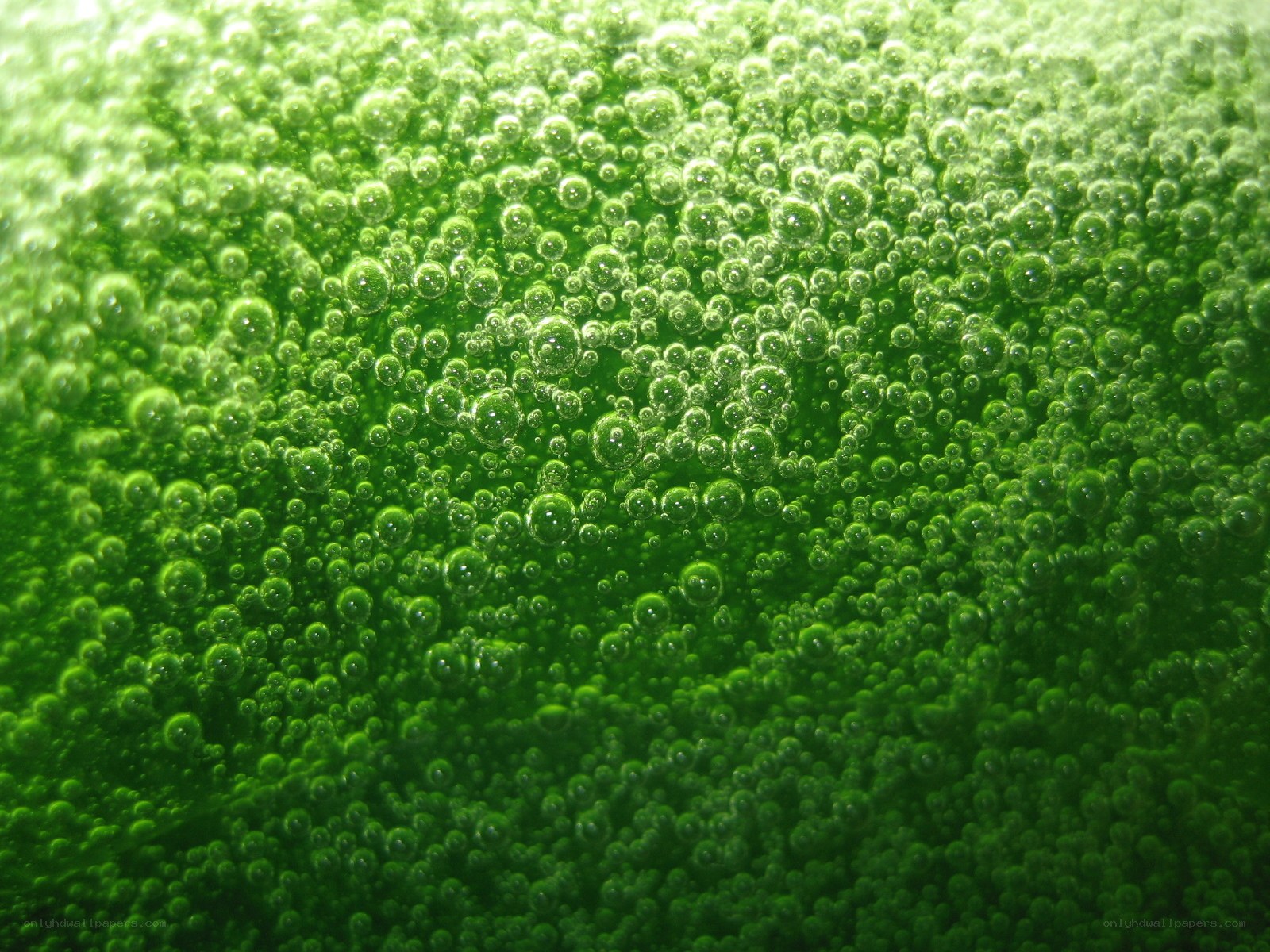 green bubbles in liquid