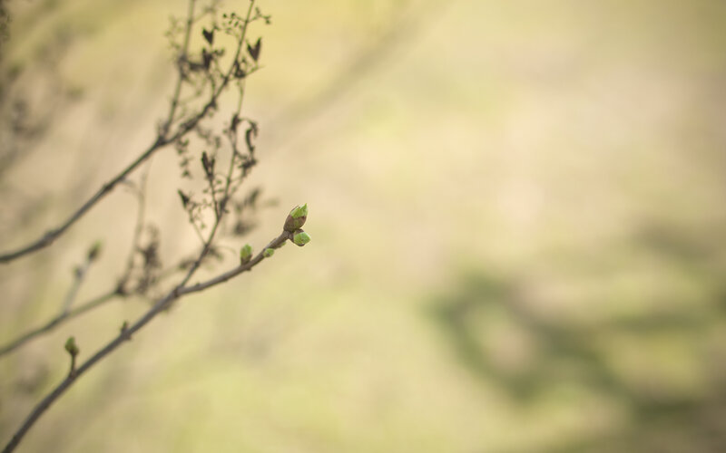 Green Bud on Branch — Serene