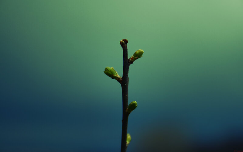 Green Bud on Branch