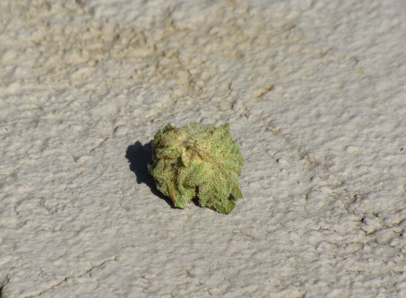 green bud on concrete