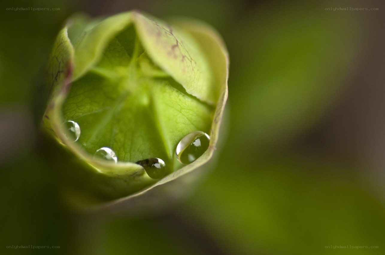 green bud with water droplets