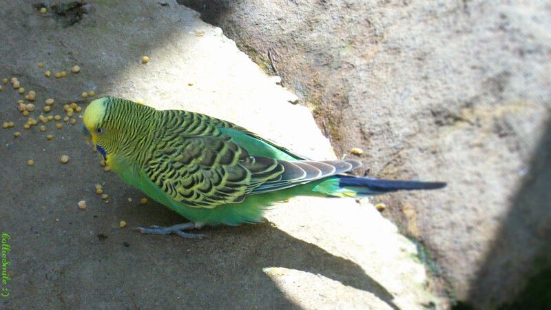 Green Budgerigar Bird — Calm, Afternoon