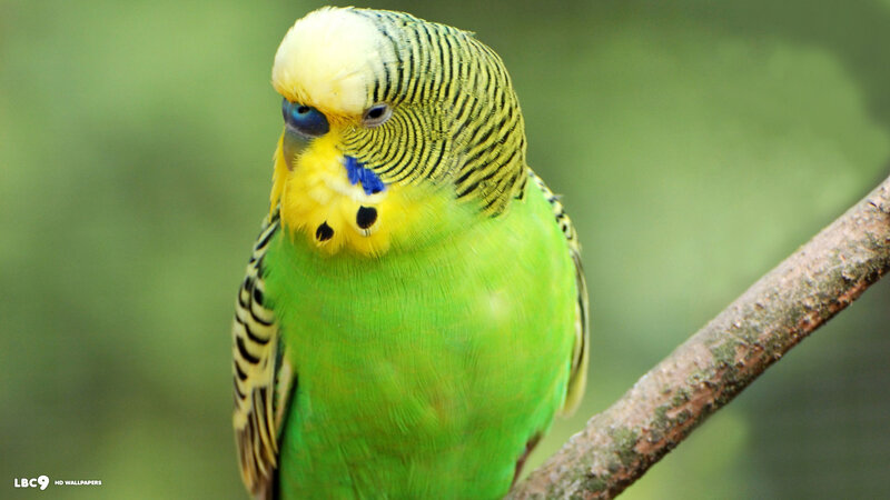 Green Budgerigar Bird — Calm, Photograph, Branch