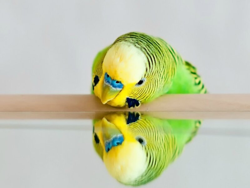 Green Budgerigar Bird — Calm, Photograph