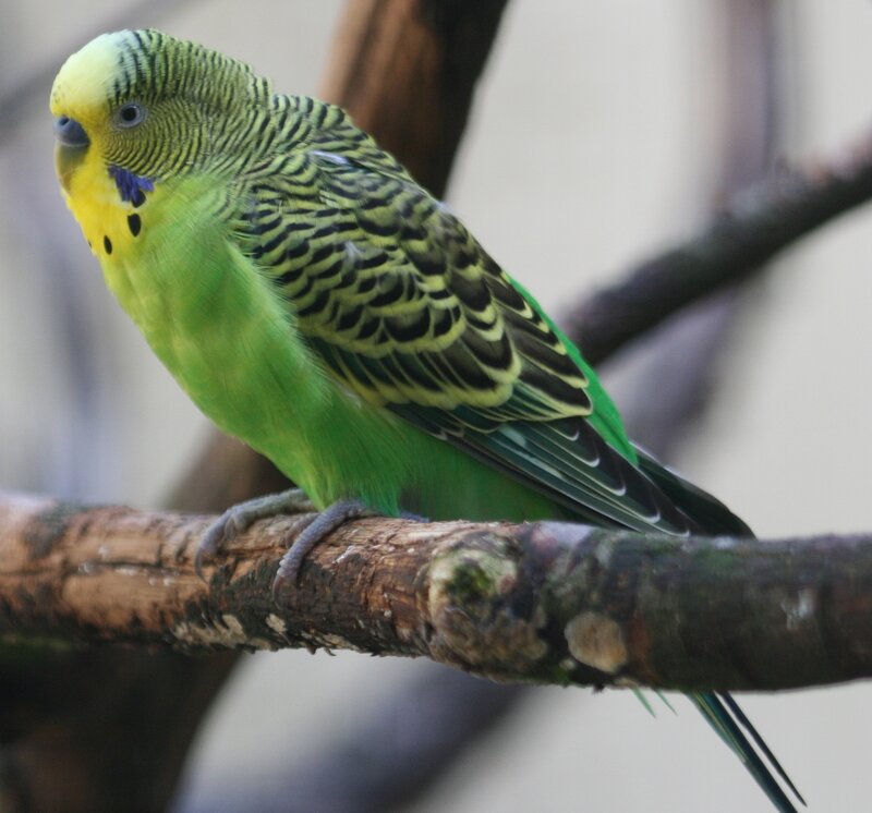 Green Budgerigar Bird — Calm