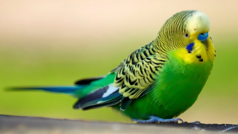 Green Budgerigar Bird