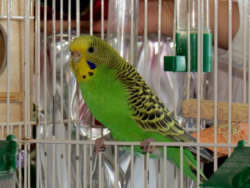 Green Budgerigar in Cage