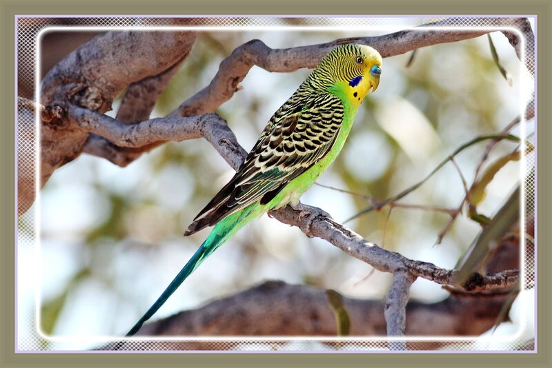 Green Budgerigar on Branch — Calm