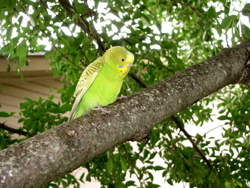 Green Budgerigar on Branch