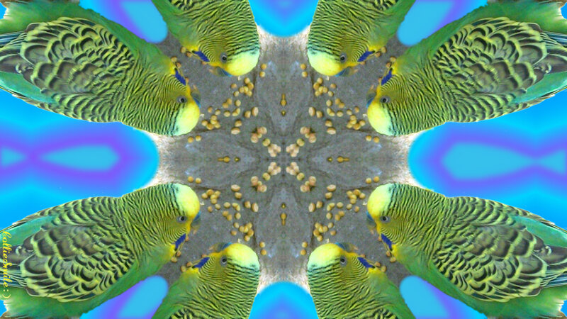 Green Budgerigars Eating