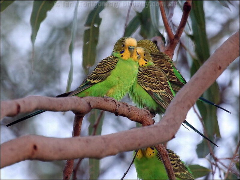 Green Budgerigars on Branch