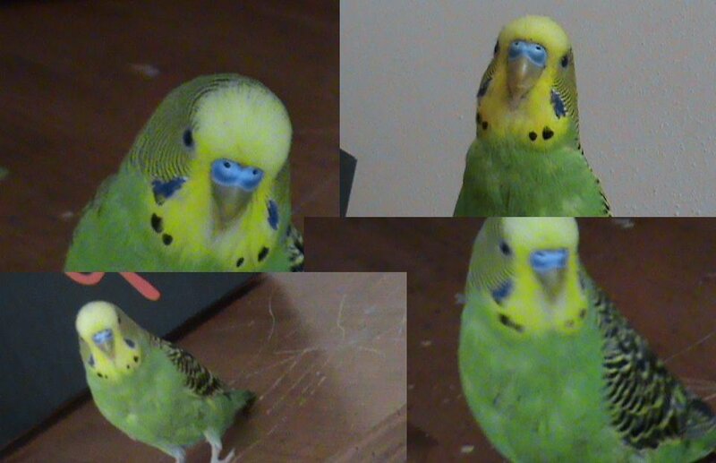 green budgie bird collage