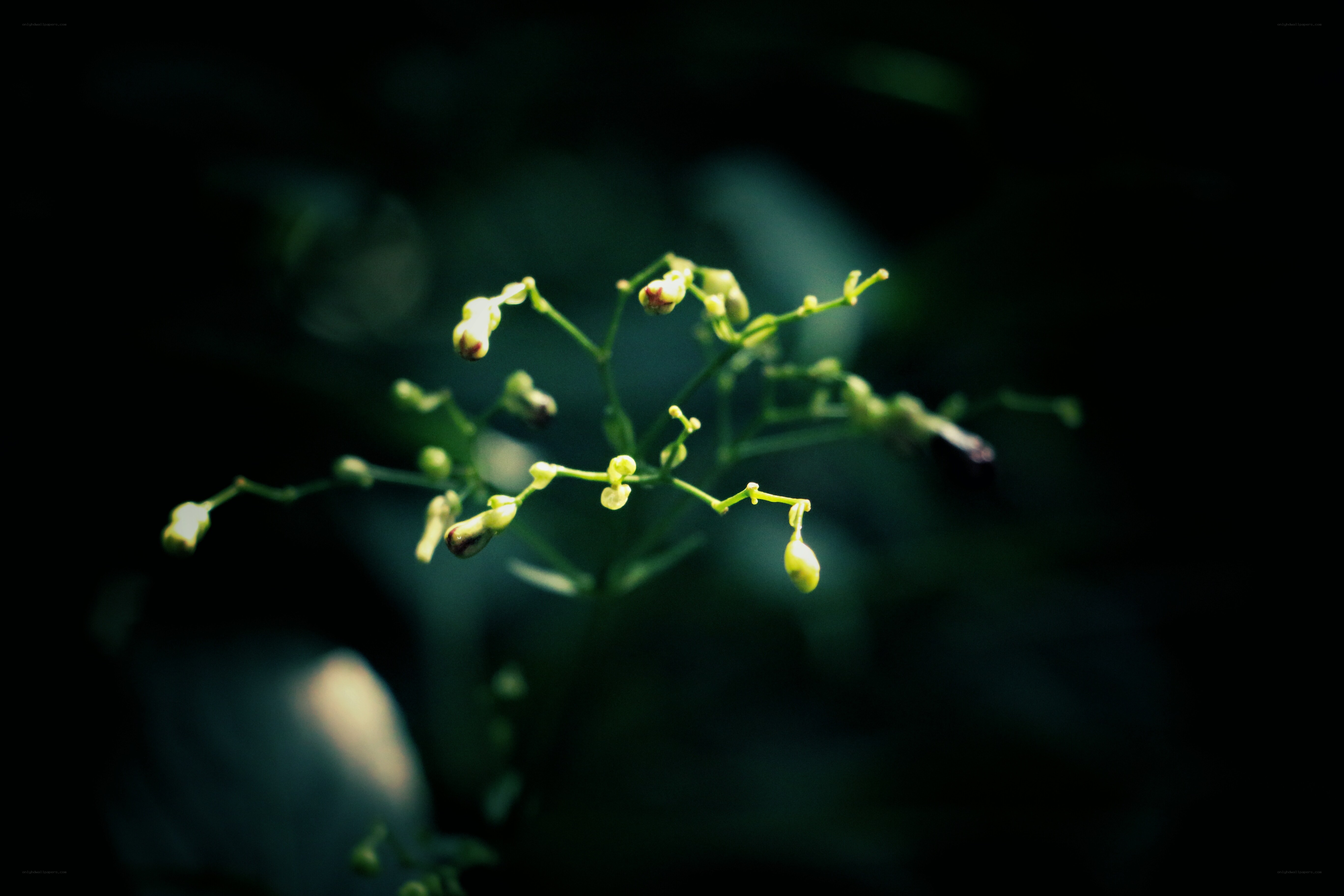 green buds in dark light