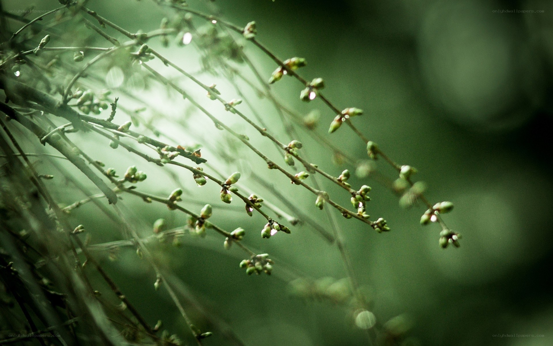 Green buds on a branch