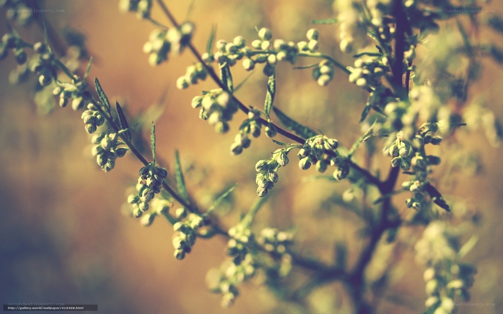 green buds on a branch