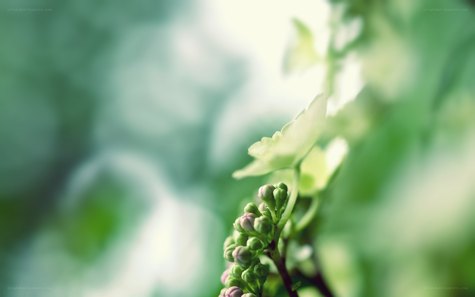 Green buds on a branch
