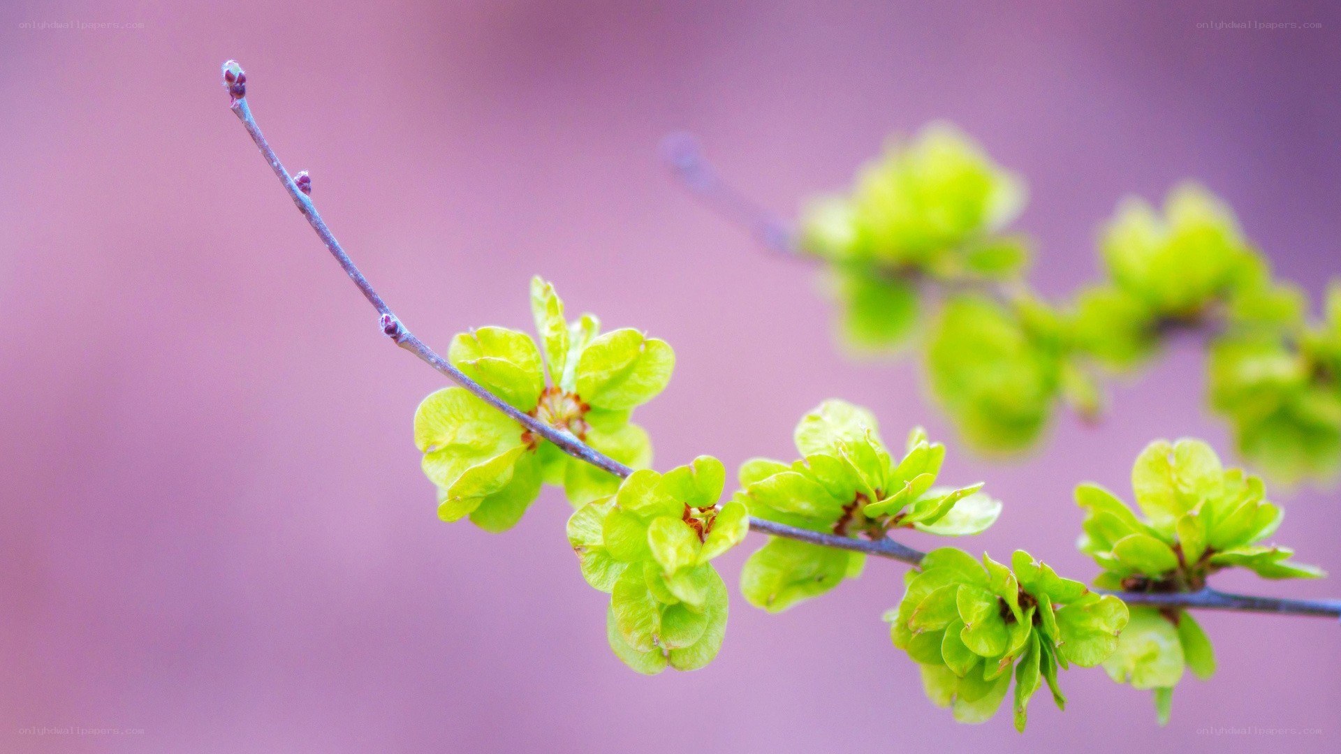 green buds on a branch