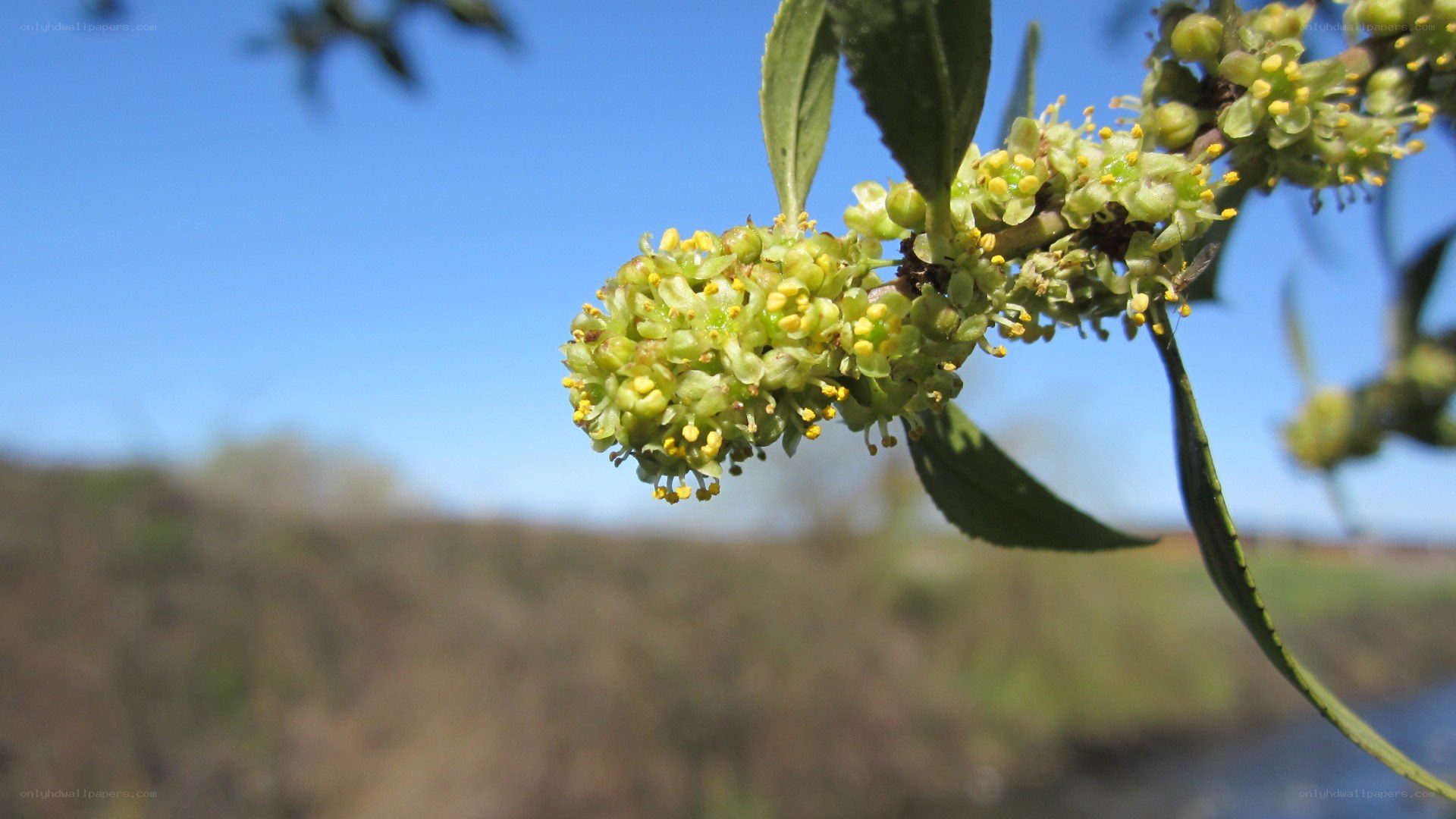 green buds on a branch