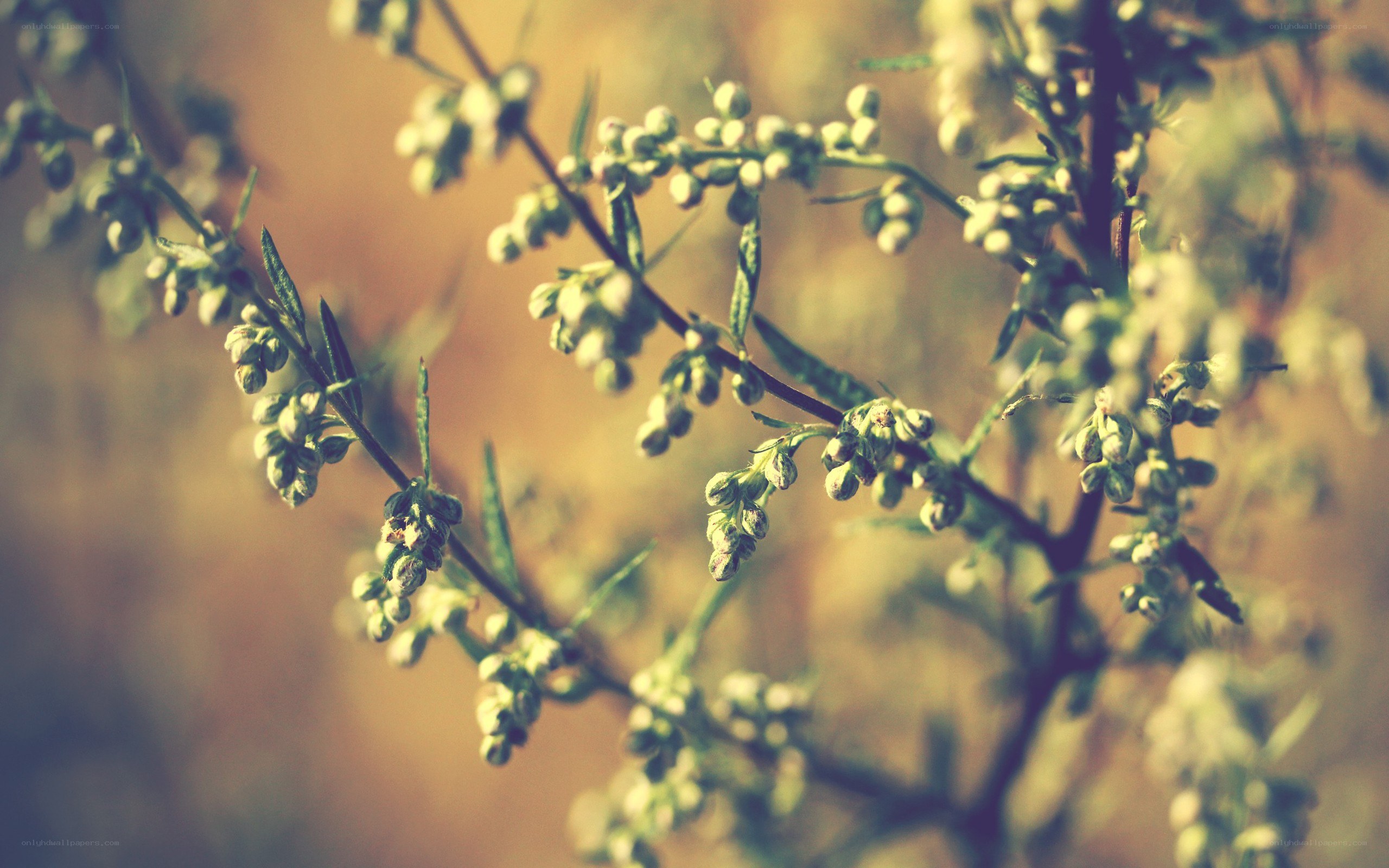 green buds on a branch