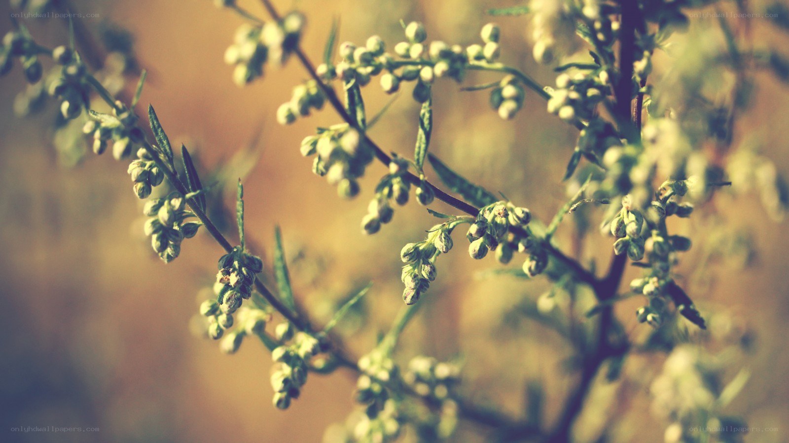green buds on a branch