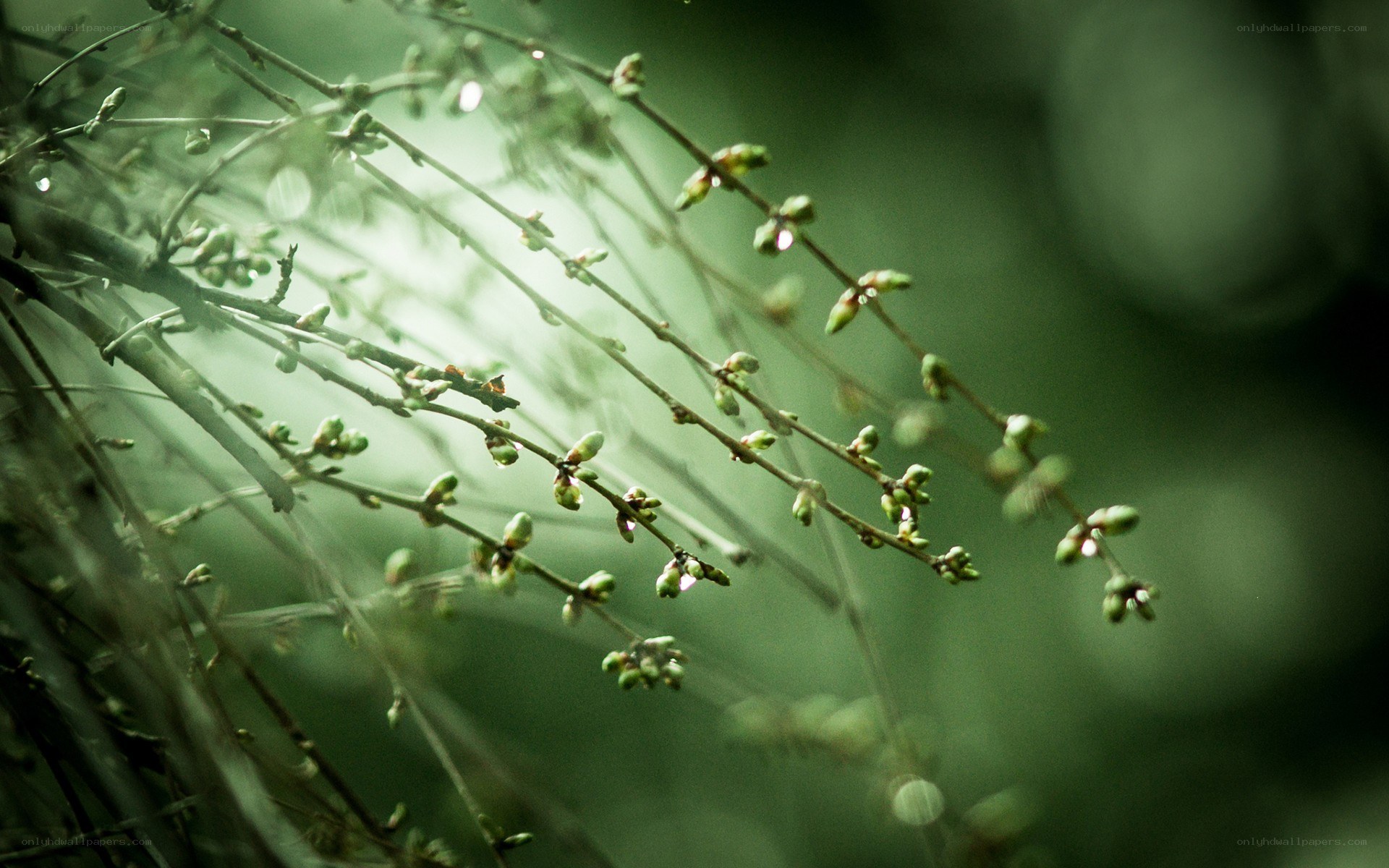 green buds on a branch