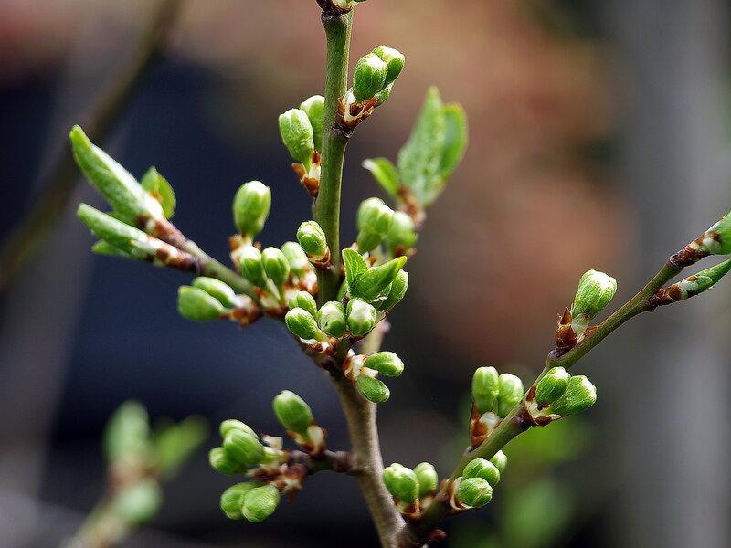 Green Buds on a Branch — Calm