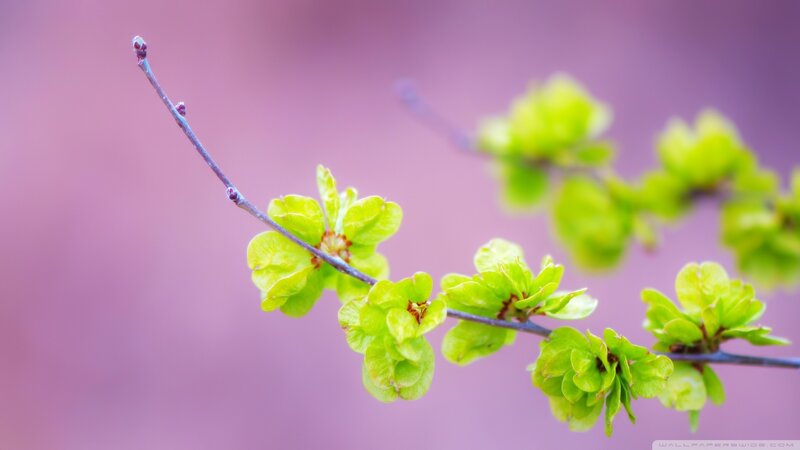 Green Buds on a Branch — Pink