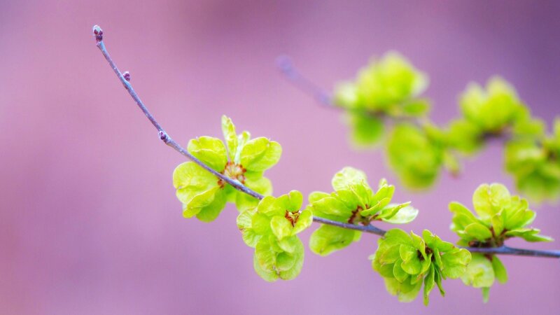 Green Buds on a Branch — Serene, Spring, Photograph, Background