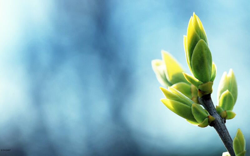 Green Buds on a Branch — Serene, Spring, Photograph, Sky, Blue, Zlm2687