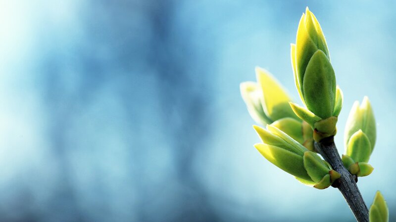 Green Buds on a Branch — Serene, Spring, Photograph, Sky