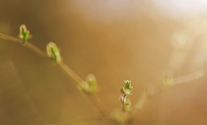 Green Buds on a Branch — Serene, Spring, Photograph, Sunlight