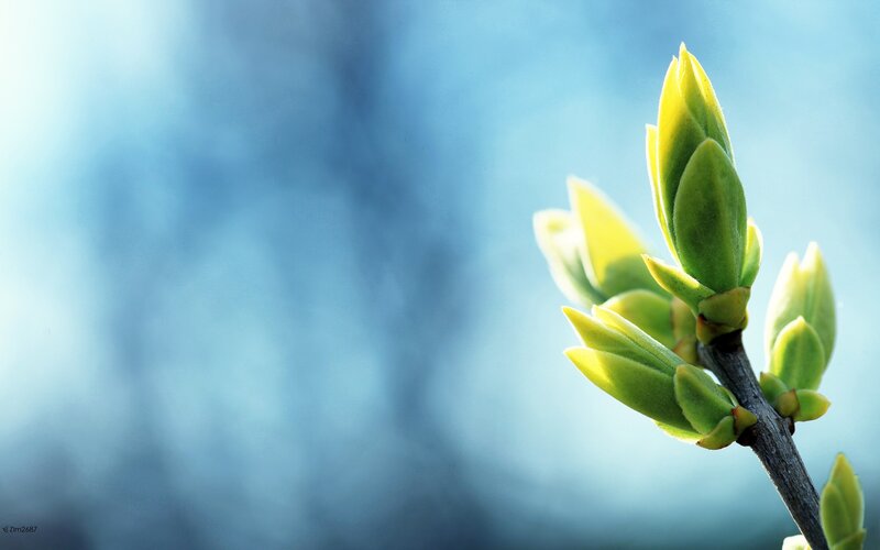 Green Buds on a Branch — Serene, Spring