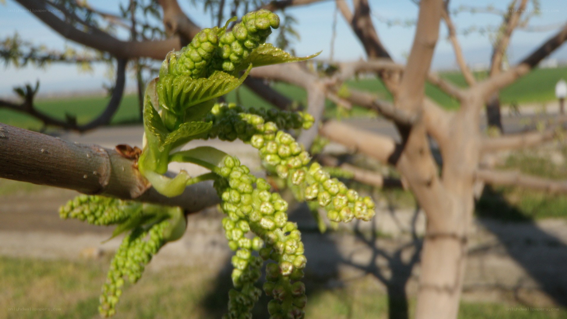 green buds on a tree branch