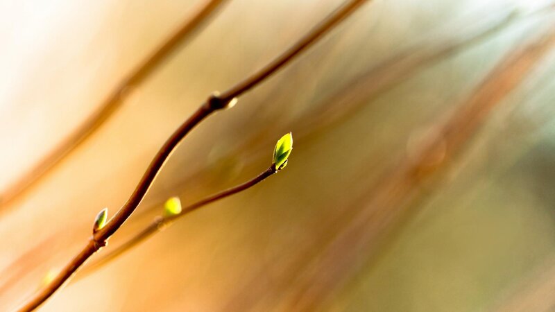 Green Buds on Branch — Brown