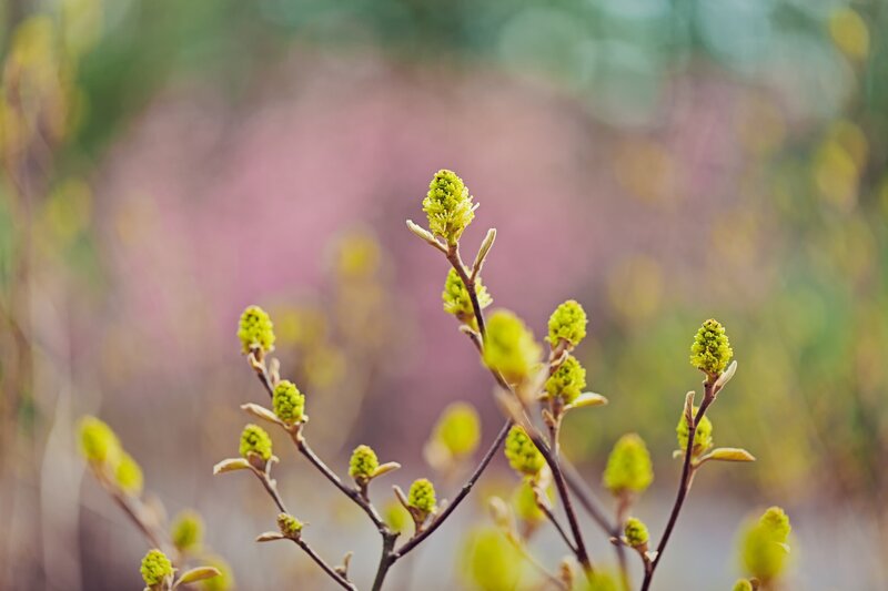 Green Buds on Branches — Serene, Spring, Photograph, Background