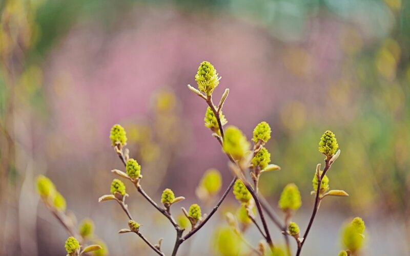 Green Buds on Branches — Serene, Spring
