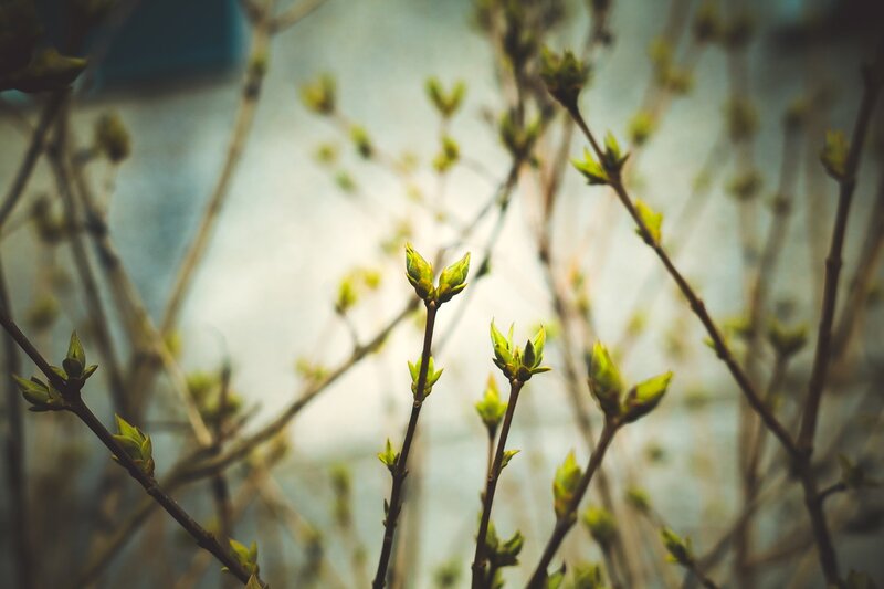 Green Buds on Branches — Serene