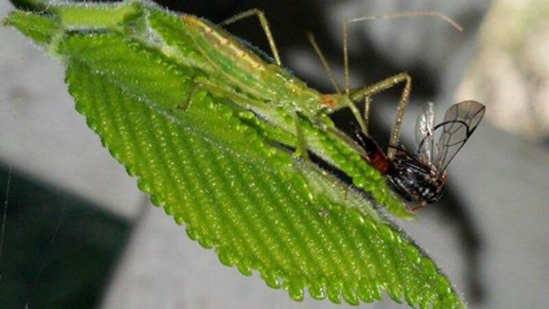 Green Bug Eating Fly