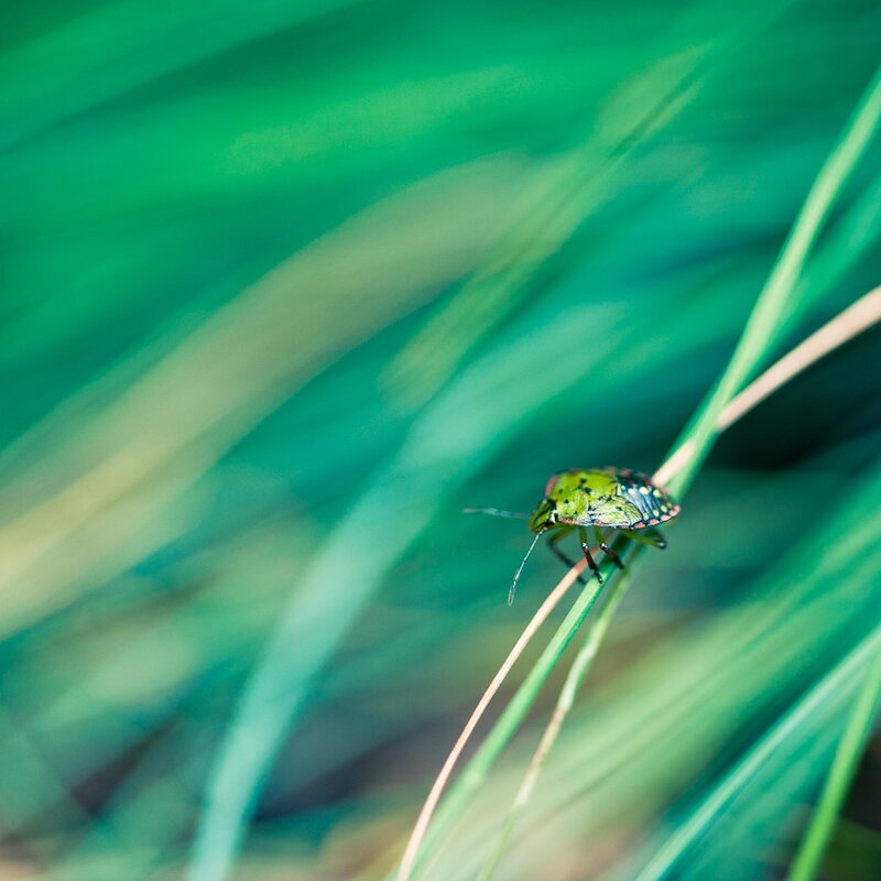 green bug on a blade of grass