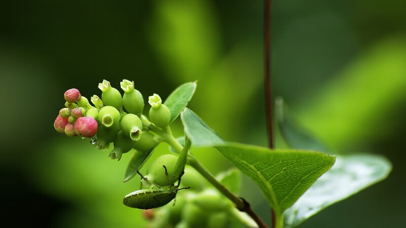 Green Bug on Blueberry Buds