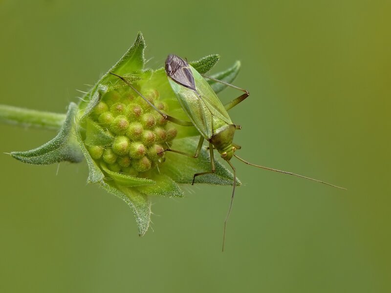 green bug on flower bud